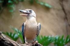 Kookaburra.JPG